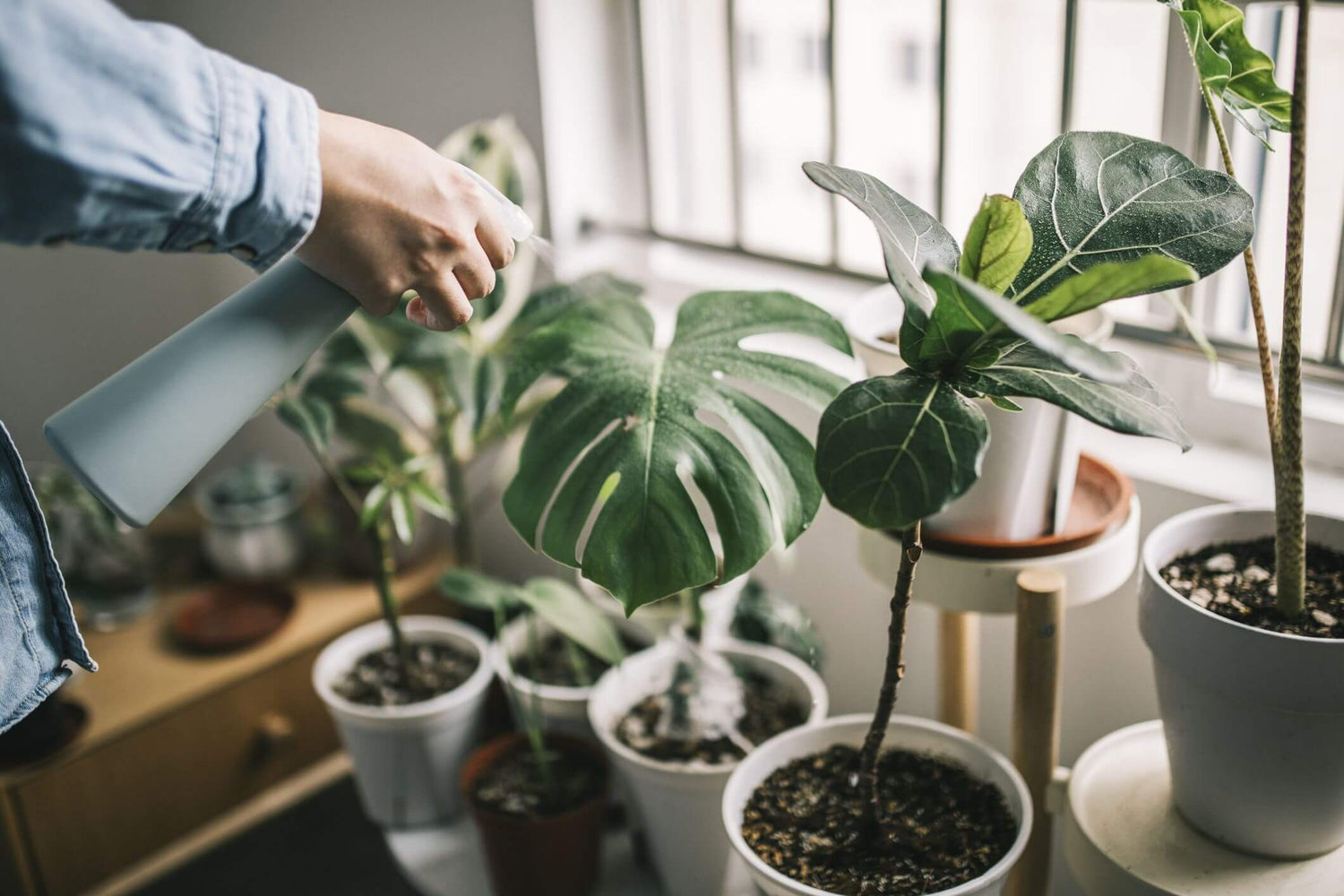 Looking for the Best Indoor and Outdoor Plant Maintenance in Dubai? Look No Further Than Royal Plantscape!