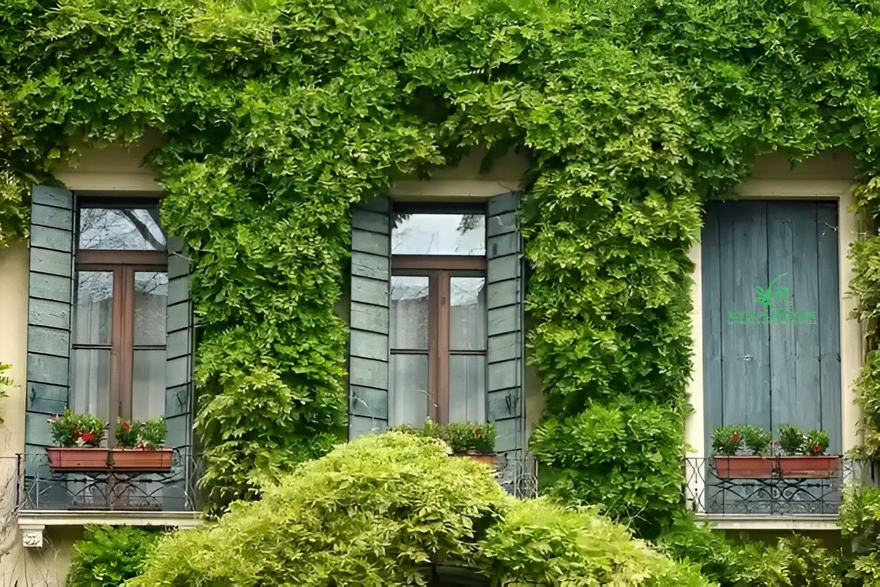 Buy creeper climber plants | Creepers plants