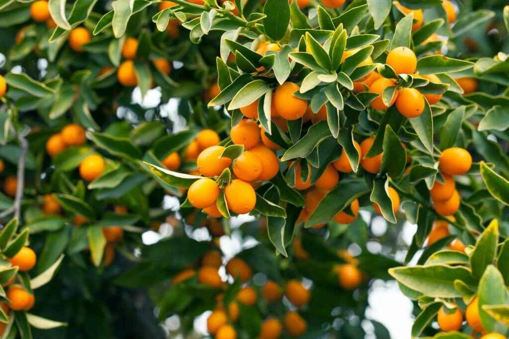 Buy Fruits Trees