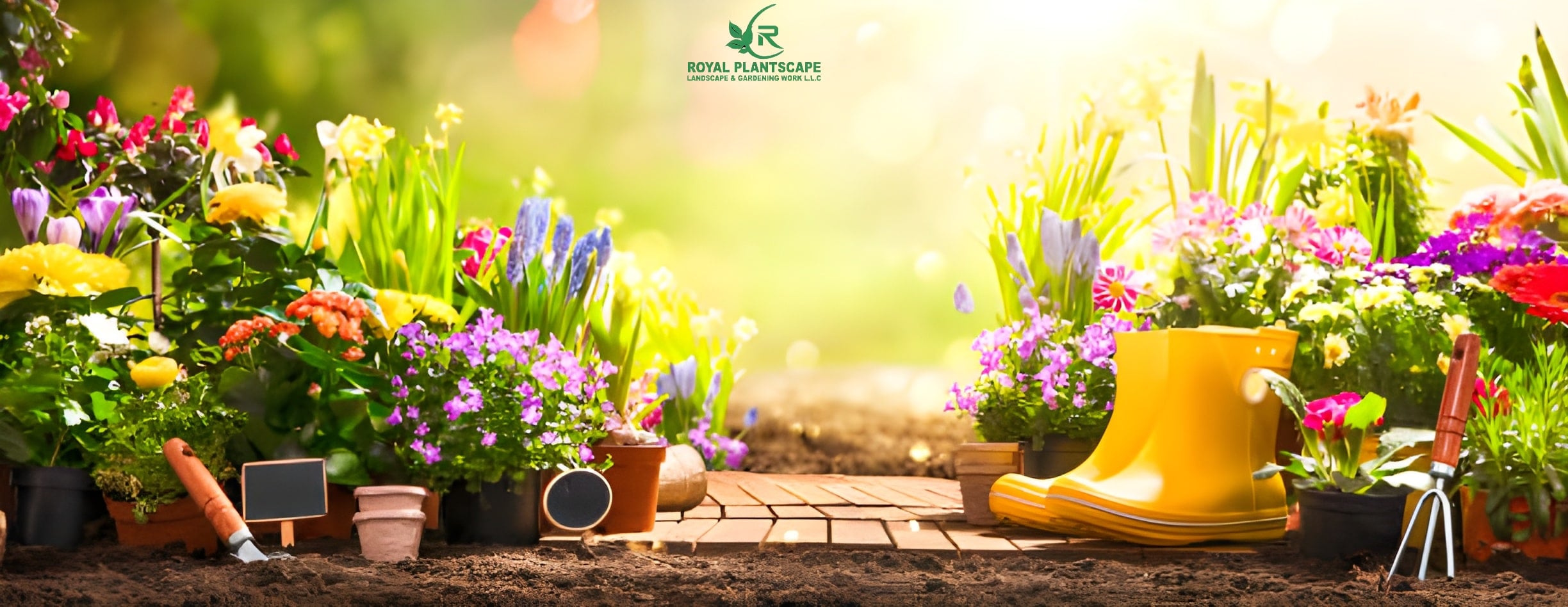 Outdoor Plants in Dubai