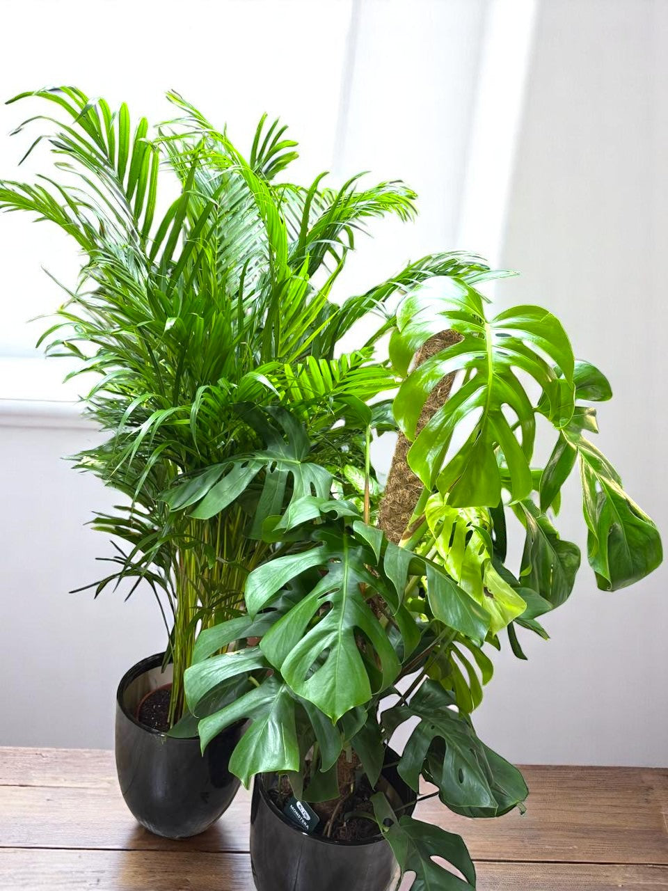 indoor plant combo Combo Plants Bundle of 2 Pieces
