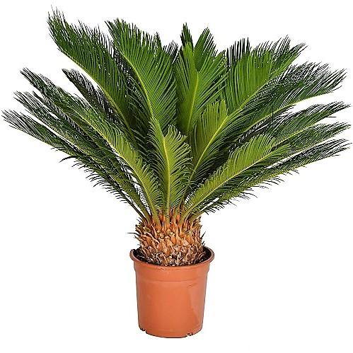 japanese palm plant Cycas revoluta (Japanese Sago Palm, King Sago Palm, Sago Cycas, Sago P