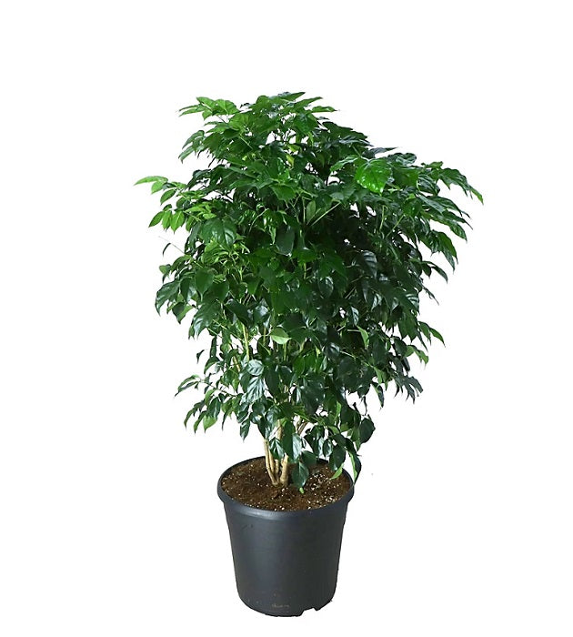 China Doll plant with ceramic pot