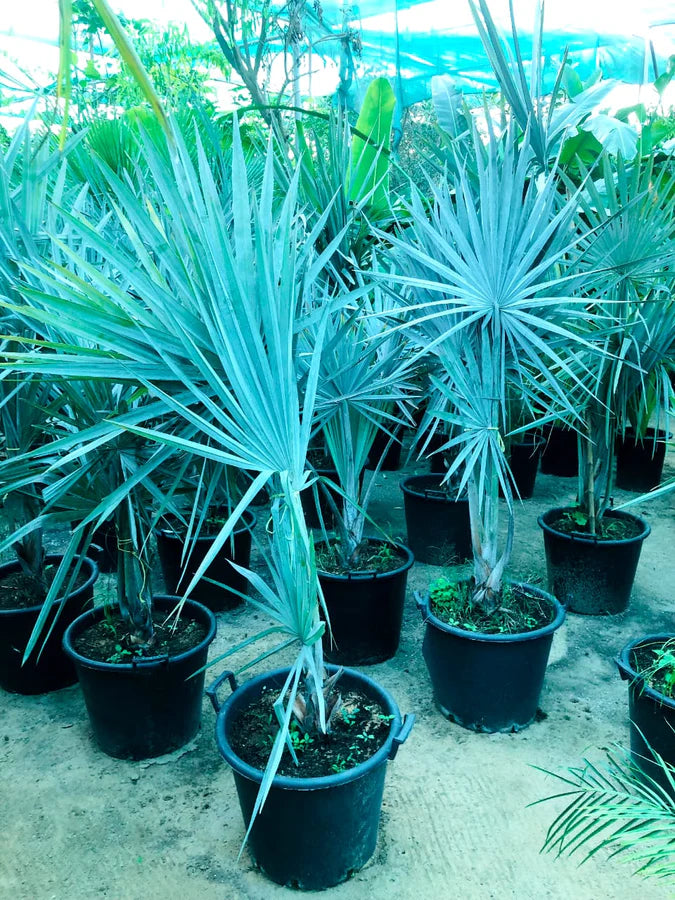 bismarck palm planting Silver Bismarck Palm