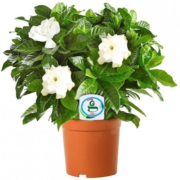 cape jasmine house plant Cape Jasmine, Gardenia Jasminoides, indoor