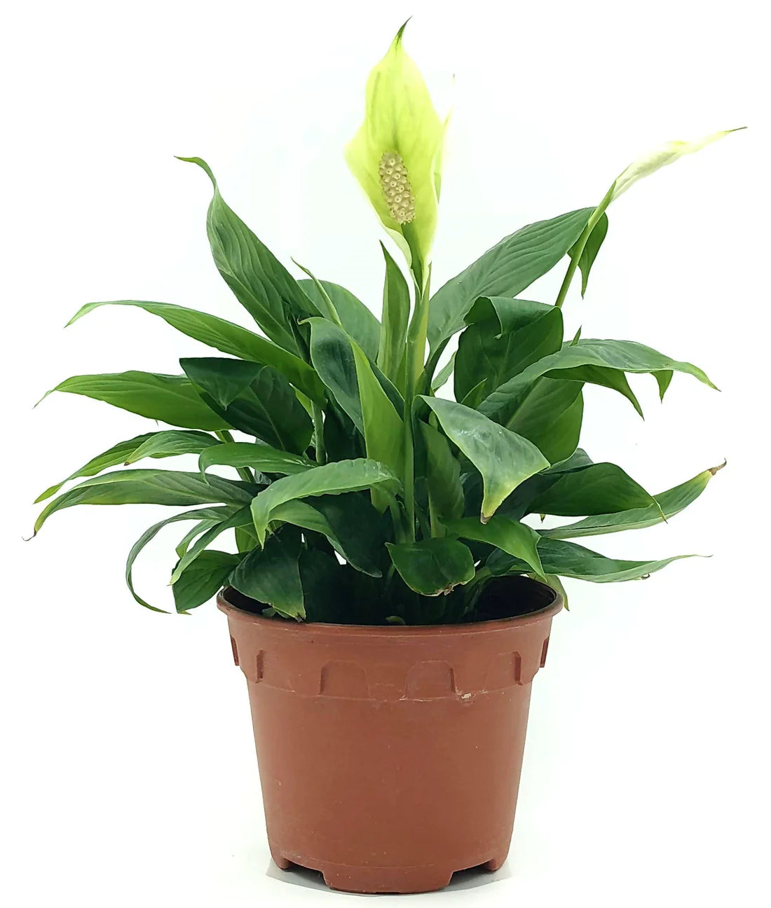 Peace Lily