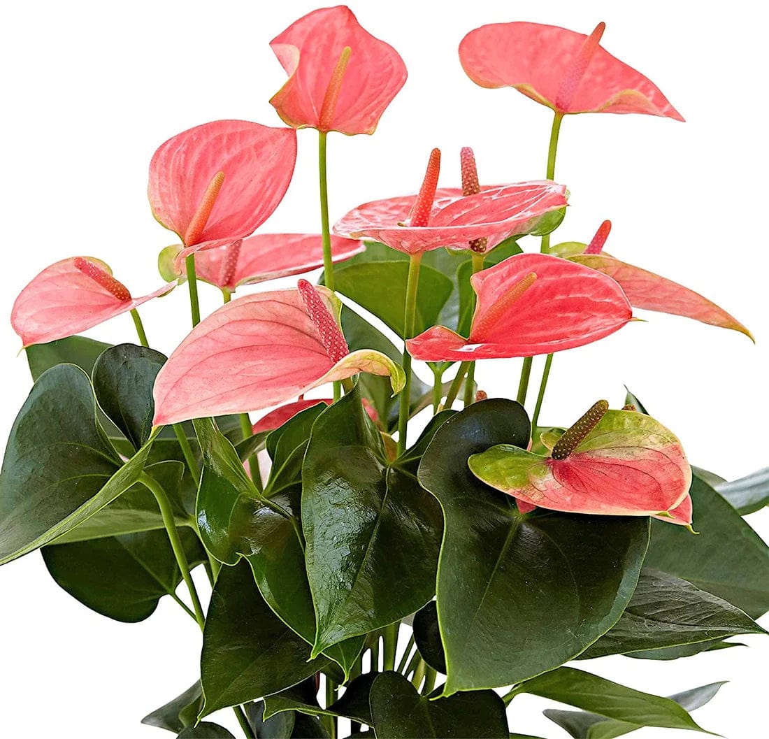 anthurium pink flamingo flower The Flamingo Flower, Anthurium, Andreanum