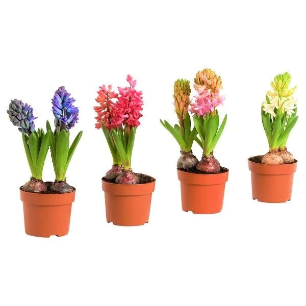 Hyacinth Bulb Fragrance