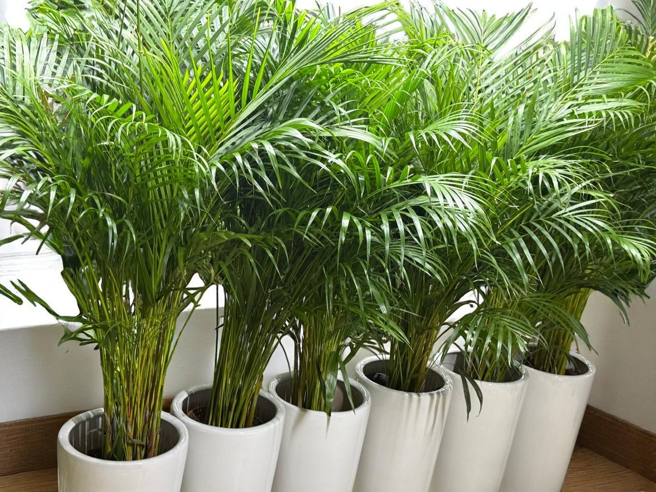 areca palm companion plants Combo Plants Bundle – 6 Healthy Areca Palm Plants (120 cm)