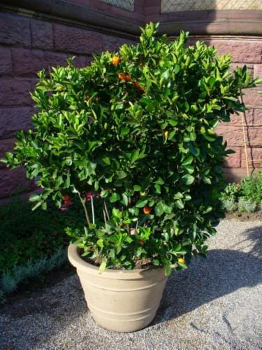 Citrus Mitis / Chinese Oranges | البرتقال الصيني – Fragrant Ornamental Tree for Indoors & Outdoors