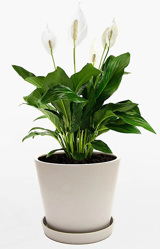 Peace Lily