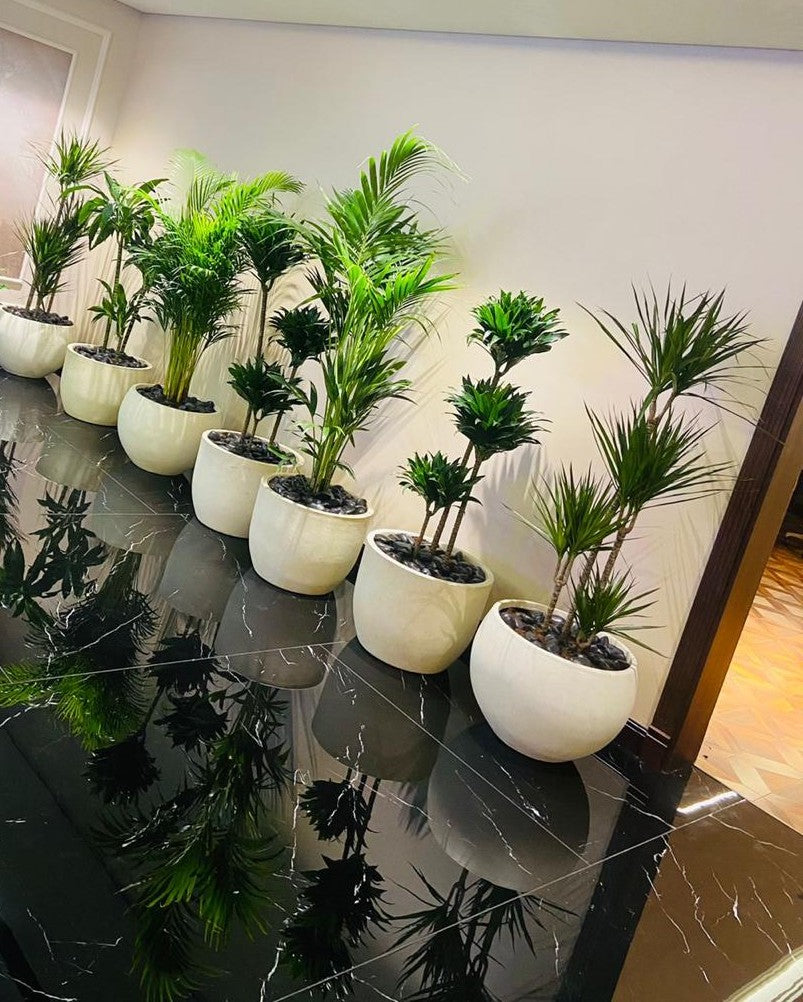 Combo Plants Bundle of 7 Pieces | Indoor Plants |Ceramic Plants| Office Plants | Home Plants