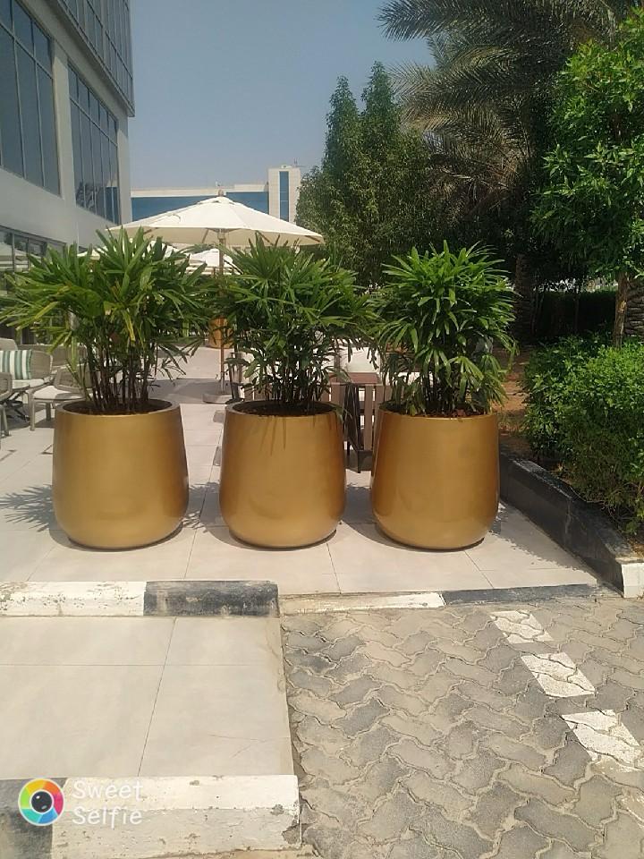 fibre glass plant pots Combo Plants Bundle – 3 Elegant Rhaphis Excelsa in Golden Fibre Glass