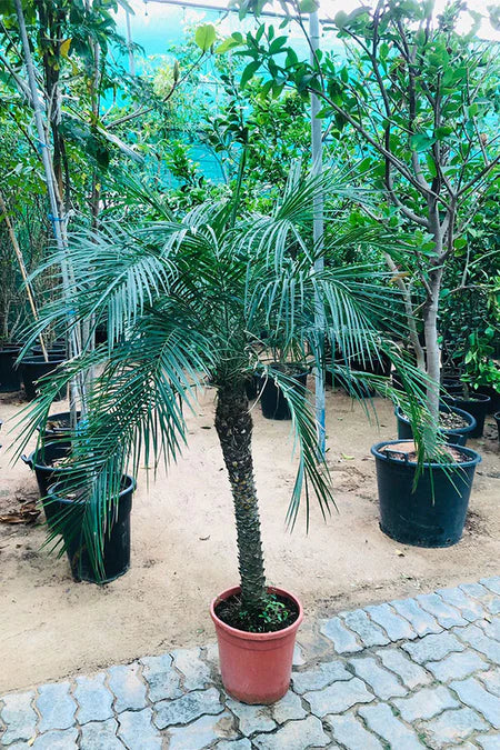 plant phoenix roebelenii palm Phoenix Roebelenii