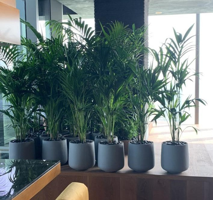 Combo Plants Bundle of 14 Pieces | Indoor Plants |Ceramic Pots Plants| Office Plants | Home Plants