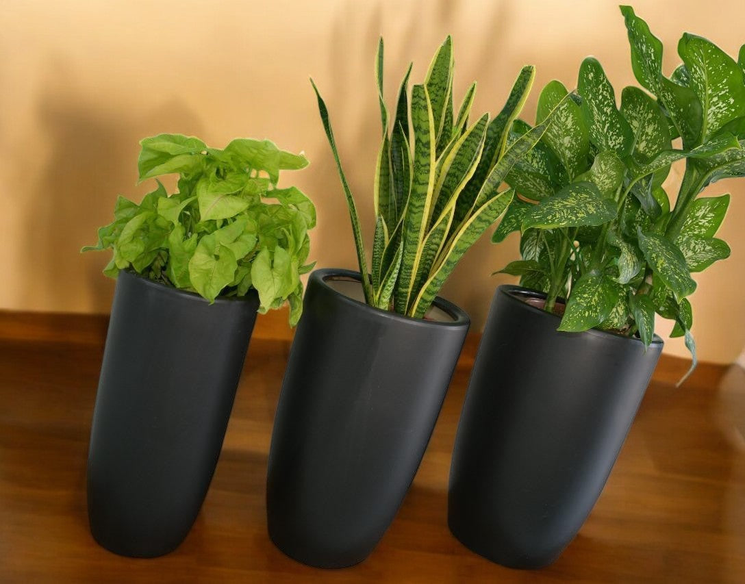 Lush Indoor Plant Combo – Set of 3 in Elegant Ceramic Pots | Snake Plant, Dumb Cane, & Devil’s Ivy