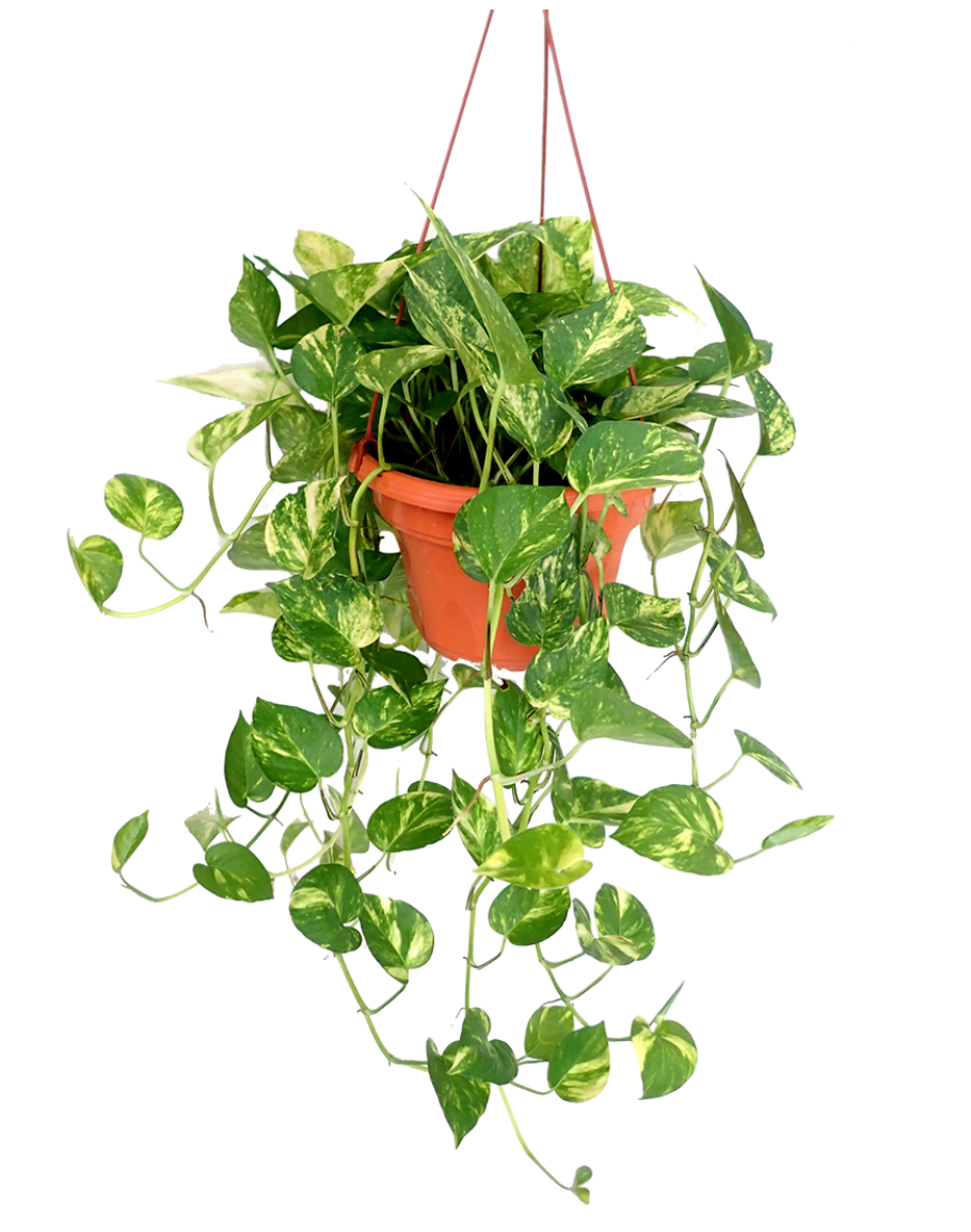 ivy hanging plant care EPIPREMNUM AUREUM | DEVILS IVY POTHOS | HANGING 15CM POT