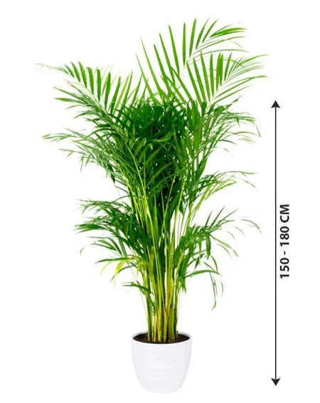 Areca Palm