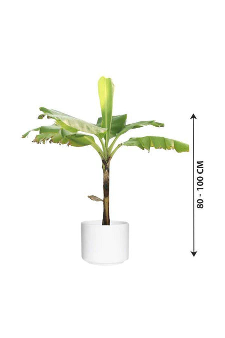 Banana Tree- Musa Acuminata