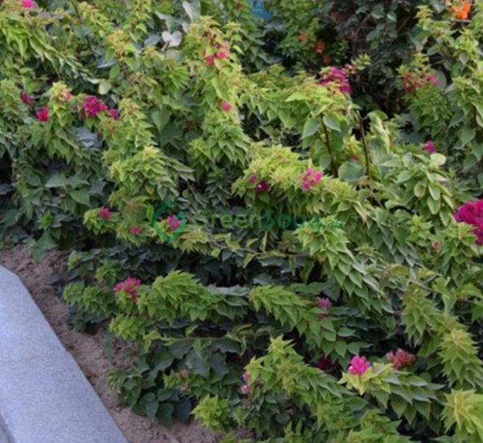 Bougainvillea “Pink Pixie”