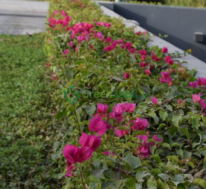 Bougainvillea “Pink Pixie”