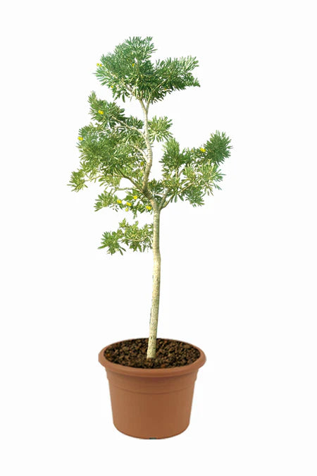tabebuia tree bonsai Caribbean Trumpet Tree-Tabebuia Aurea