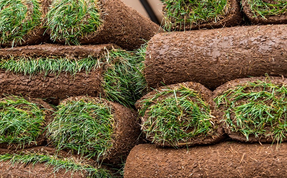 Grass Natural Carpet Bermuda Grass “American Bermuda” (Price Per Square Meters)