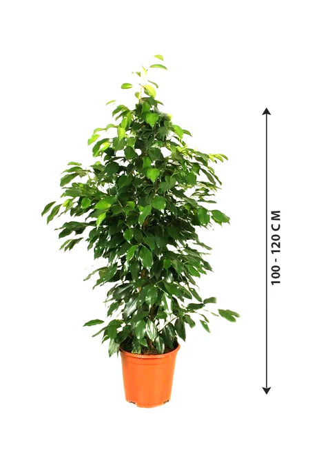 is ficus an indoor plant Ficus benjamina indoor plant