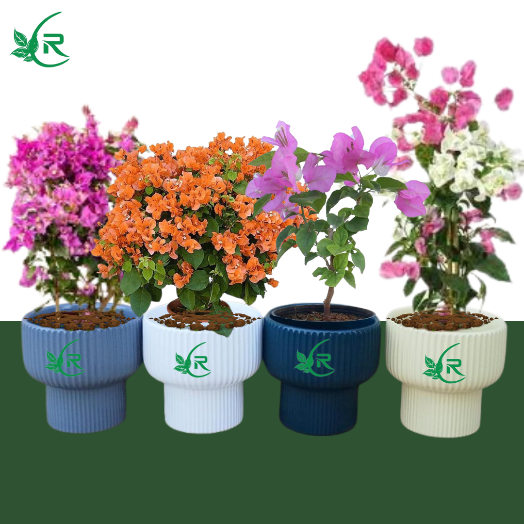 Bougainvillea Plant Set