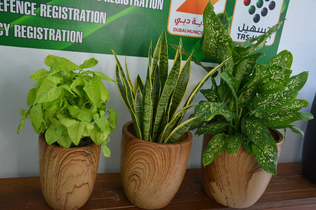 Combo Plants - Set of 3 Indoor Plants with Pots (Perfect for Home Decorative plants