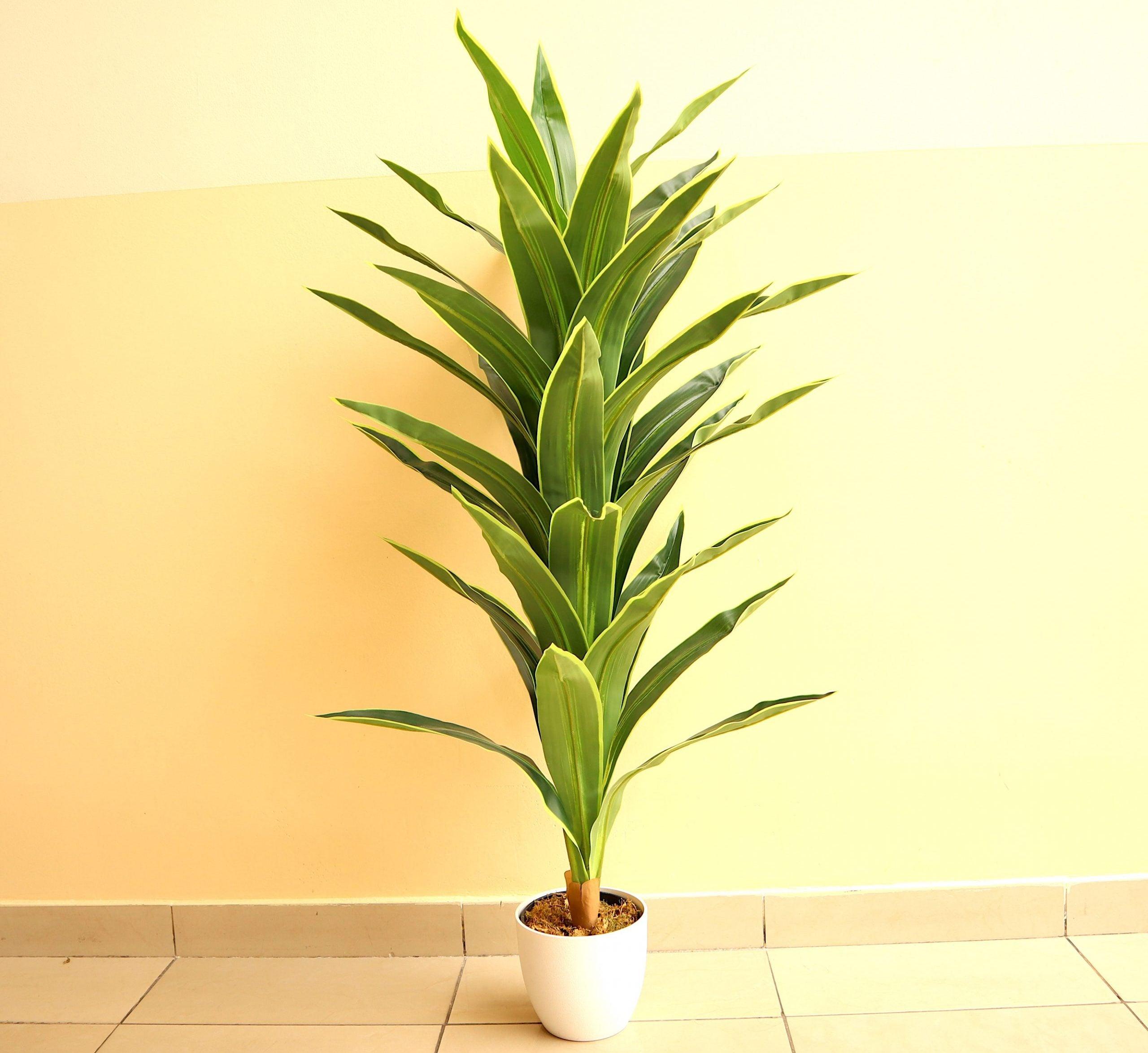 drachenbaum hnliche pflanzen Dracaena deremensis 'Warneckii' - Drachenbaum - Zimmerpflanze - Grnpflanze