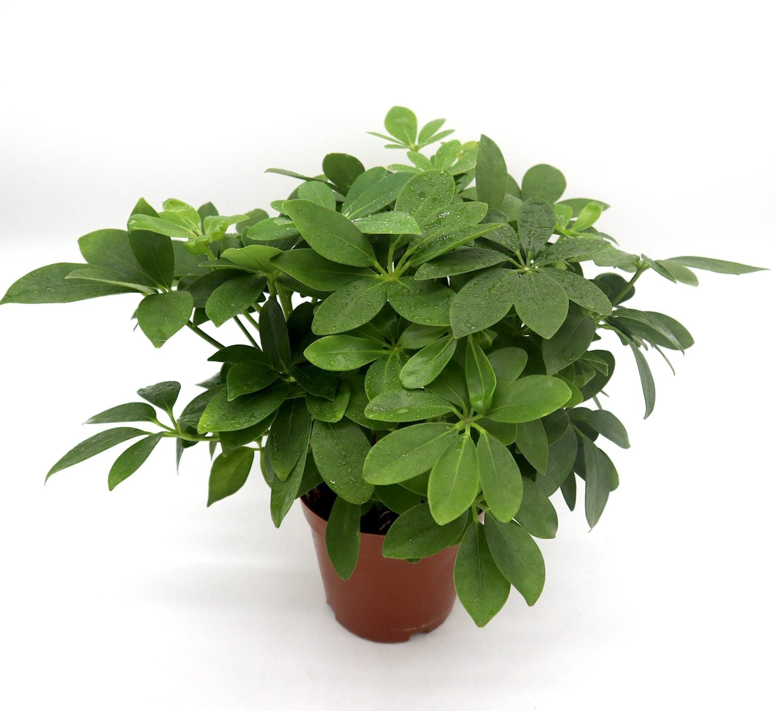 arboricola schefflera dwarf how big does it get Schefflera arboricola | Compacta