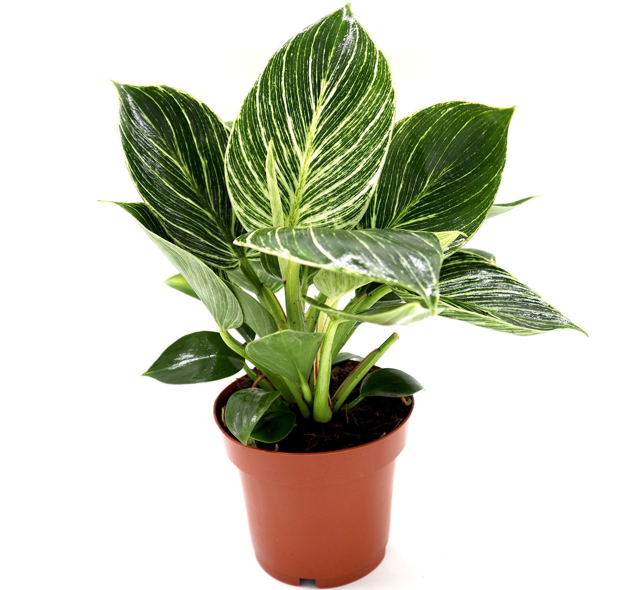 Philodendron Birkin