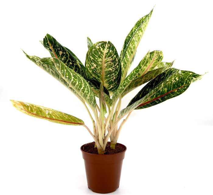 aglaonema sp variegata Aglaonema spp