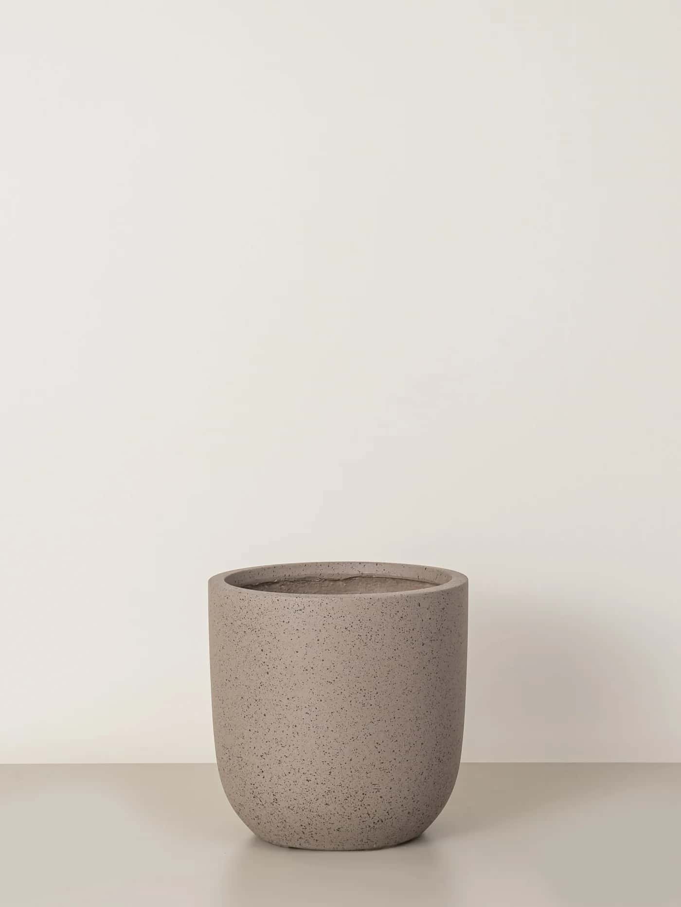 hawaiian plumeria plant