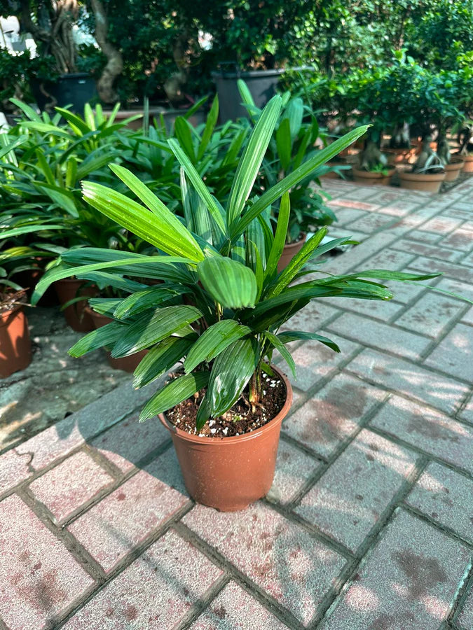 the lady palm plant Rhapis Excelsa – Lady Palm | Elegant Indoor & Outdoor Plant