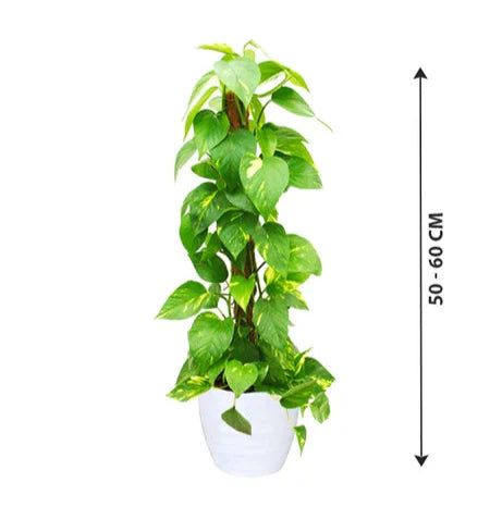 money plant for bedroom Money Plant