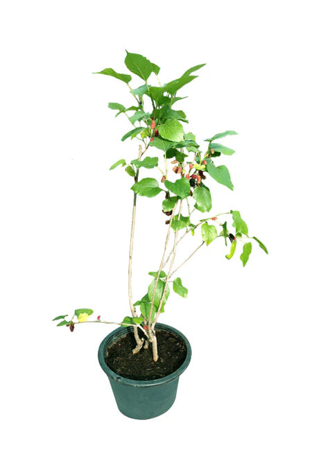 mulberry plant in pot Mulberry -Genus Morus-Outdoor Fruit Plant