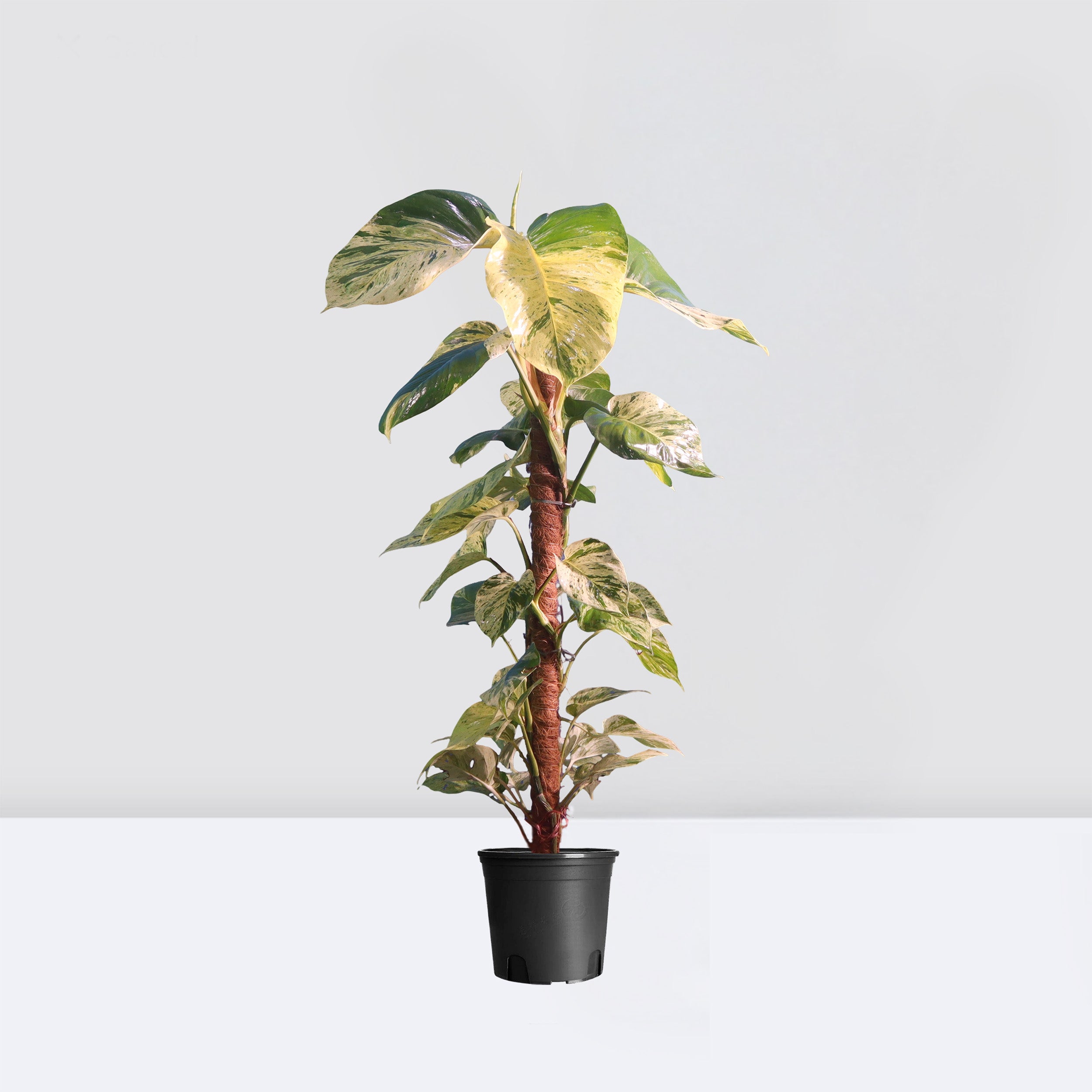 Epipremnum aureum