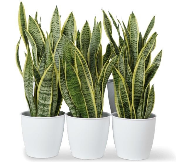 snake plant in office Office Sansevieria Set 30cm to 40cm