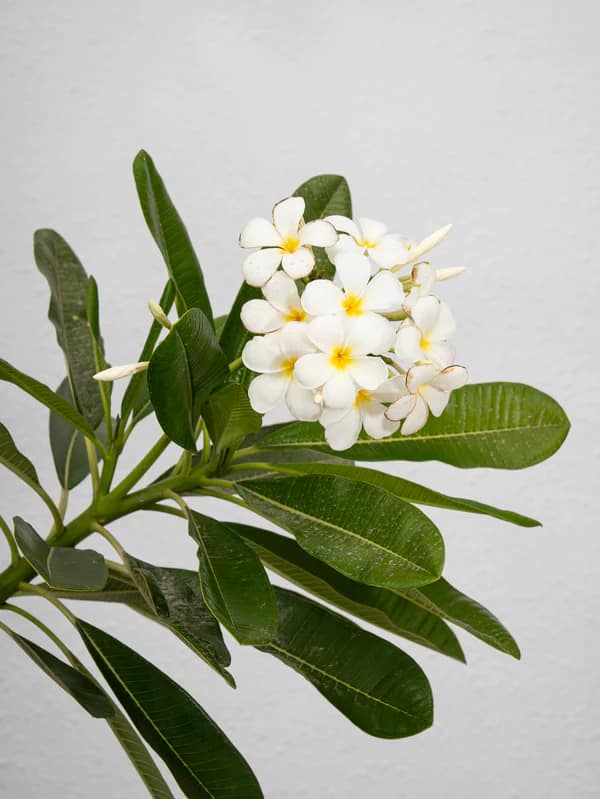 plumeria obtusa