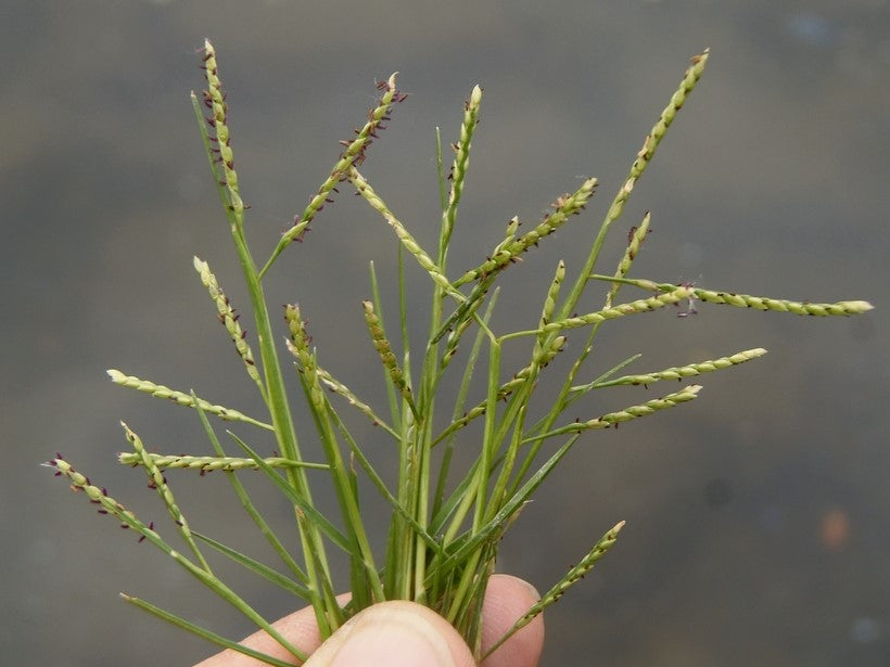 Grass Natural Carpet Paspalum Grass “Paspalium vaginatum”(Price Per Mater Square (2 Rols)