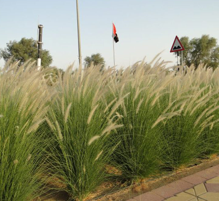 Pennisetum setaceum, African Fountain Grass or Tender Fountain Grass