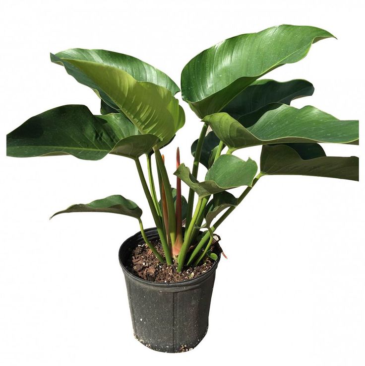 green philodendron congo Philodendron Congo Green