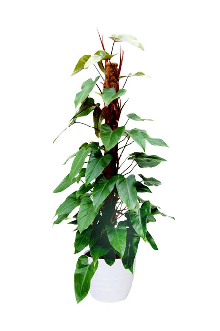 philodendron red emerald light Red Emerald Philodendron