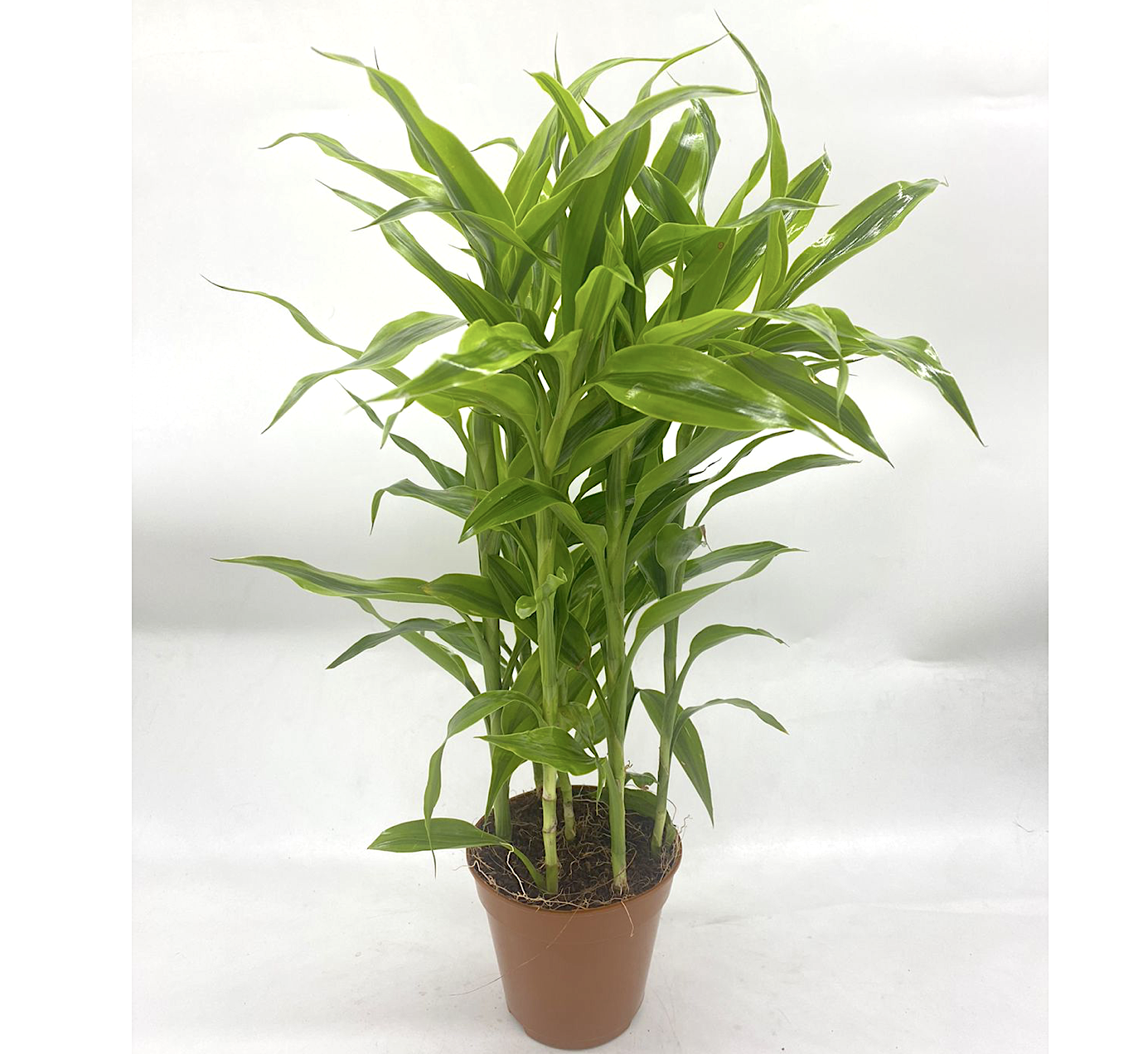 dracaena sanderiana plant Gold Dracaena Sanderiana