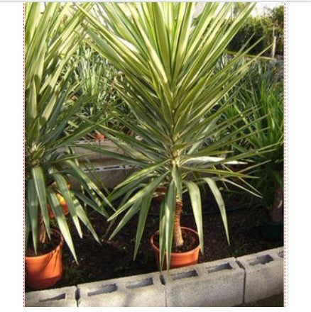 variegated yucca cane Yucca Jewel Variegated - Summer Plant