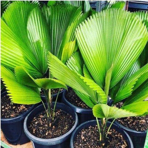 ruffled fan palm plant Ruffled Latan Palm-Licuala Grandis-Palm Plant