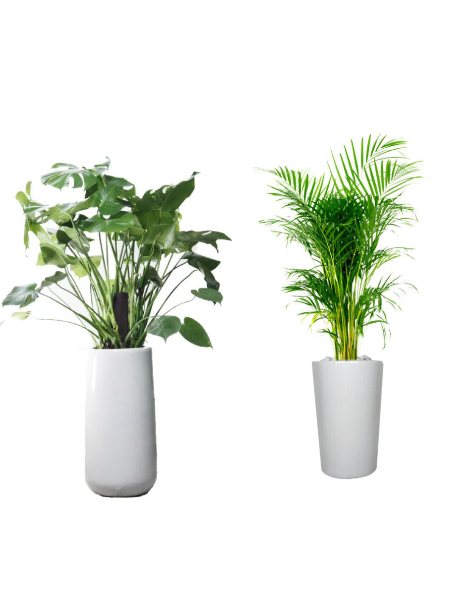 areca palm combos Combo Plants Bundle of 2 | Areca Palm & Monstera Deliciosa