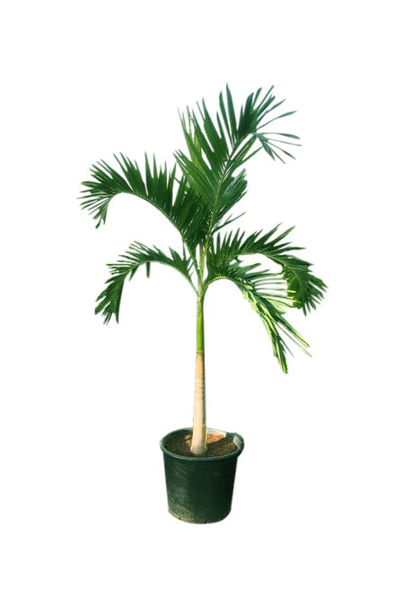 manila palm plant Veitchia Palm